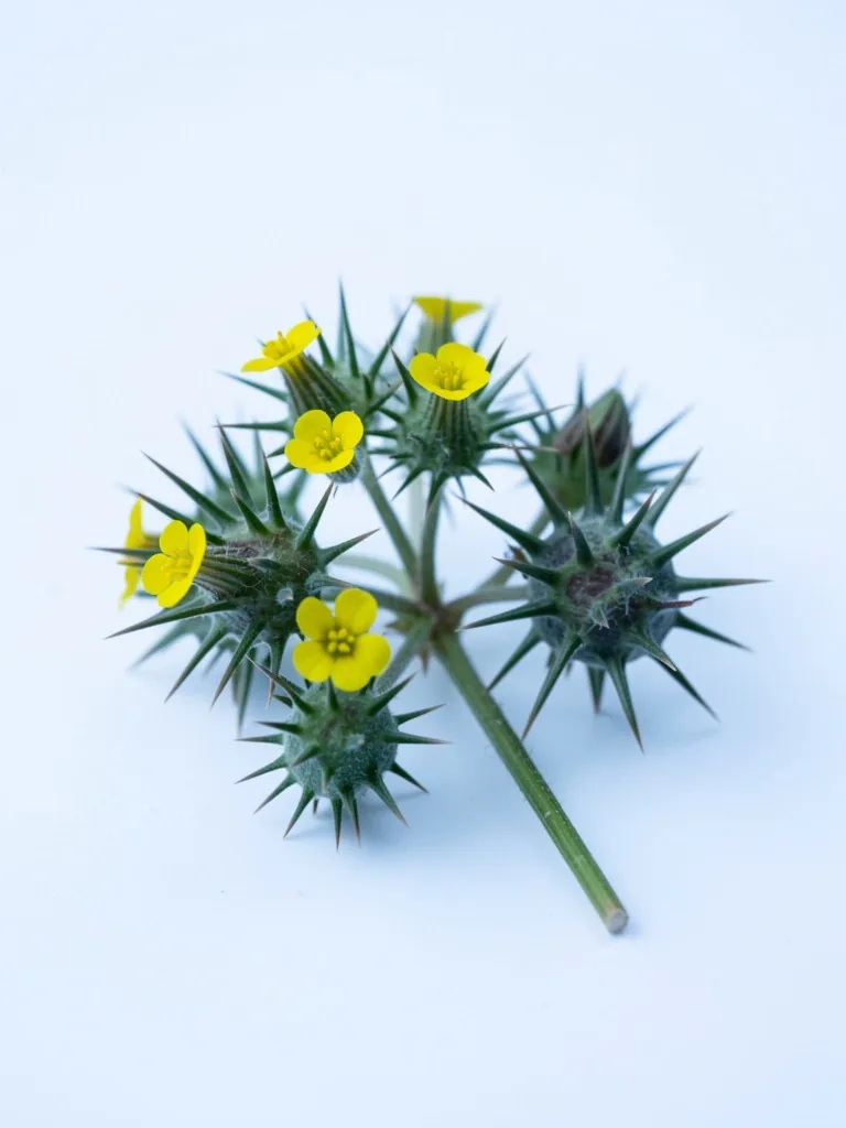 Tribulus Terrestris plant